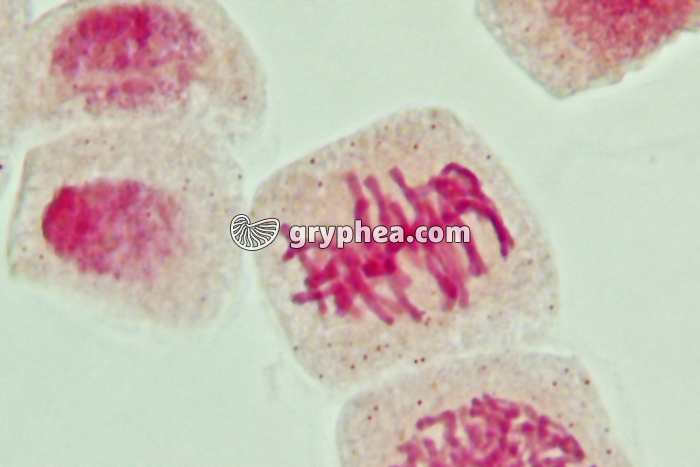 Mitose cellules de racine d'Ail - Métaphase x800 - gryphea.org